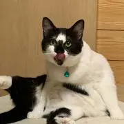 もちもち下腹の画像
