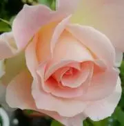 みー。❤️ご購入前にコメをお願いしますの画像