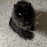 nyan