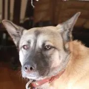 しよ