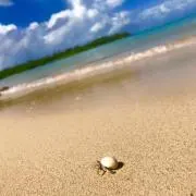 あんちゃんの画像