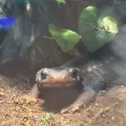 しおん
