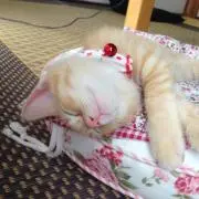 虎徹の画像