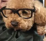 poko