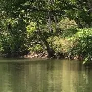テッツの画像