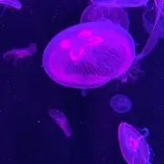 mimiの画像