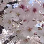 じゅんじゅんの画像