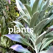 plantsの画像
