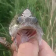 やさい