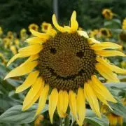 SMILE♂