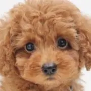 犬コロさんの画像