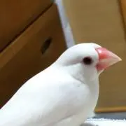 とらちゃんの画像