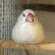 ハルの画像
