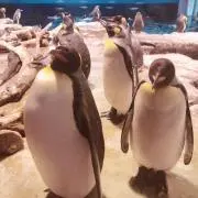 ぴえろの画像