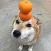 ぽん