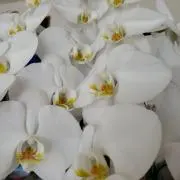 ぴろ&ぴと☆☆☆の画像