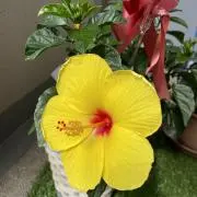 バニラの画像
