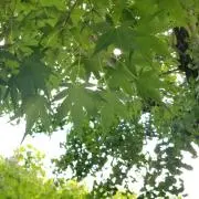 はつか