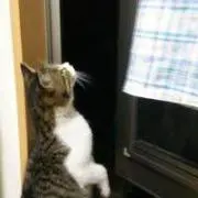 マサウエ