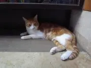 gen
