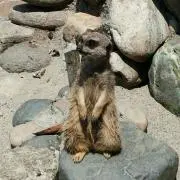 こてつ