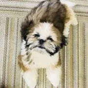 ネネの画像