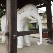 イロハモミジの画像