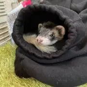 エゾフクロウ