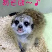さくら