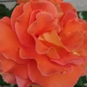 miccoの画像