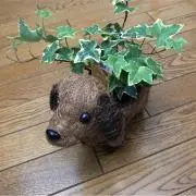 ハクの画像
