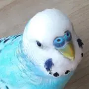 華の画像