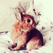 まめすけ