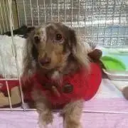 ラム
