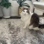Lilobaby