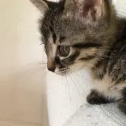 ichigomaの画像