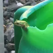 小梅の画像
