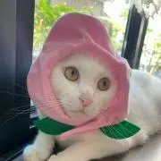 ほたて