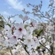 akoの画像