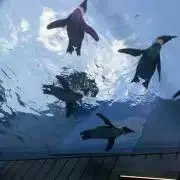 れいやの画像