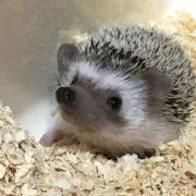 tute_iyの画像
