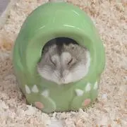 セナゴン