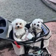 むぎ&モコの画像