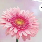 あおぞらの画像