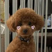 わらびもち　（プロフィール必読）の画像
