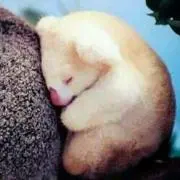 コアラ