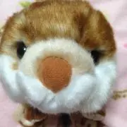 ayの画像