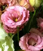 チェリー☆