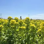 haの画像