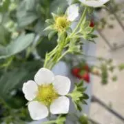 いちごの画像